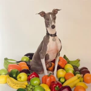 Home Shellac - Excellent Italian Greyhound